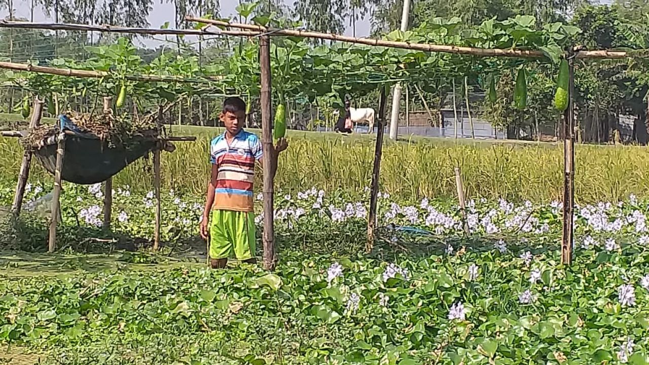 ইছামতি নদীতে ভাসমান সবজি বাগান