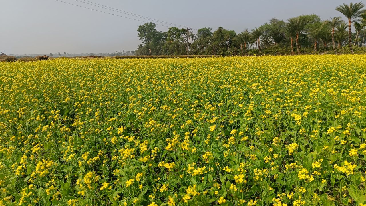 সরিষা চাষে ব্যাপক সাফল্য 