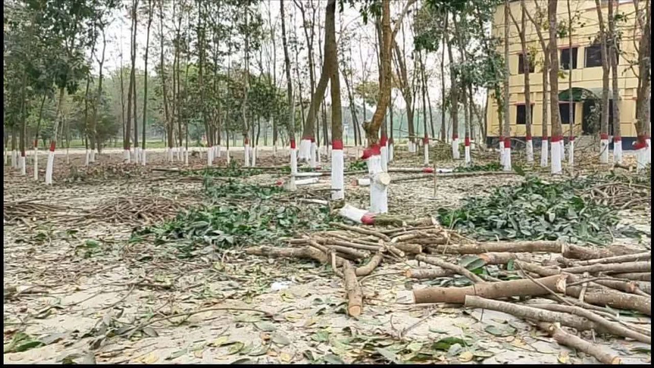 মসজিদ প্রাঙ্গণের গাছ কাটা নিয়ে  ইমামের নামে 'মিথ্যাচারের অভিযোগ   জনসংযোগ দপ্তরের  বিরুদ্ধে   