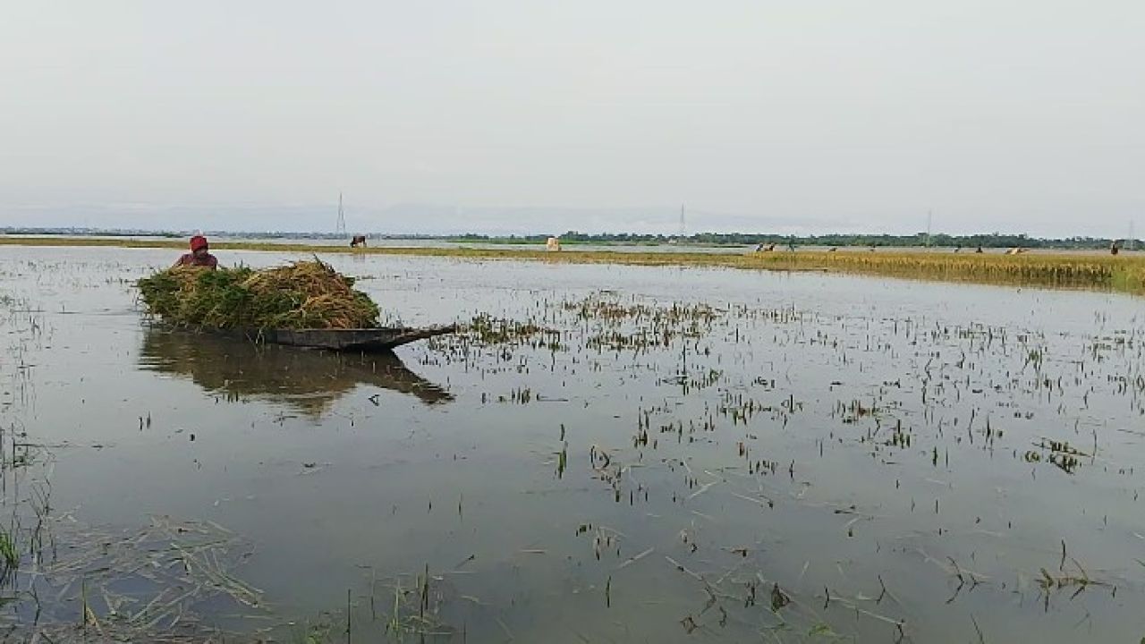 সুনামগঞ্জে বোরো ফসল রক্ষার লড়াই স্হায়ী জলাবদ্ধতা থেকে মুক্তি চান কৃষক।