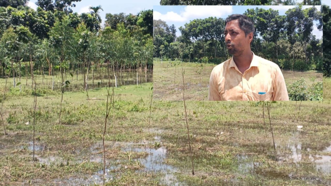 ঠাকুরগাঁওয়ের বালিয়াডাঙ্গীতে ক্রয় কৃত জমি জবরদখলের চেষ্টা ও রোপণ কিত গাছ কেটে ফেলার অভিযোগ উঠেছে 